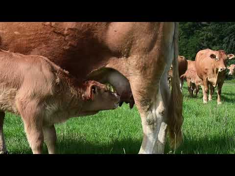 CONVIS – Tierwohl