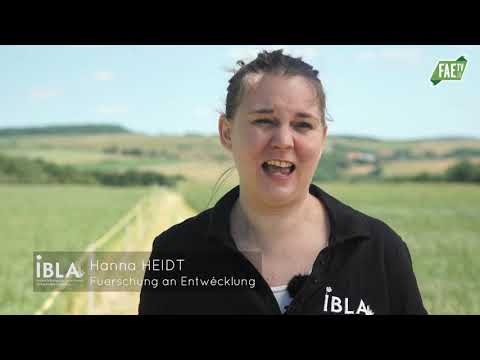 IBLA Team
