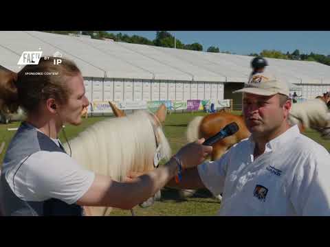 Lëtzebuerger Haflinger