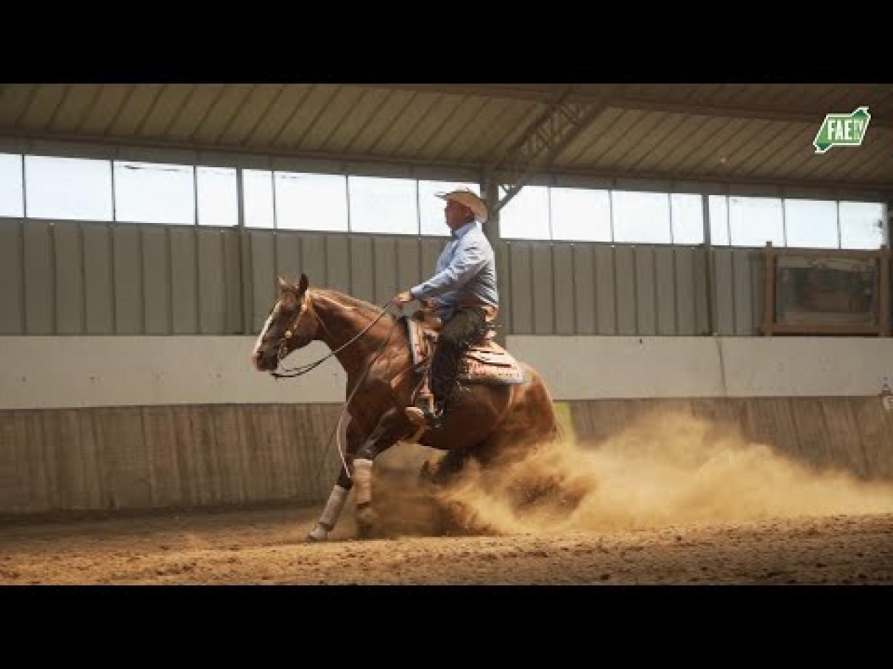 Westernreiten – Cutting