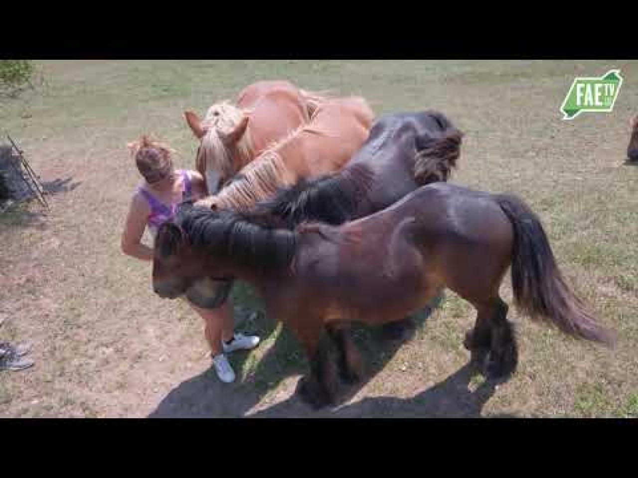 LZKPS Kleinpferde und Ponys