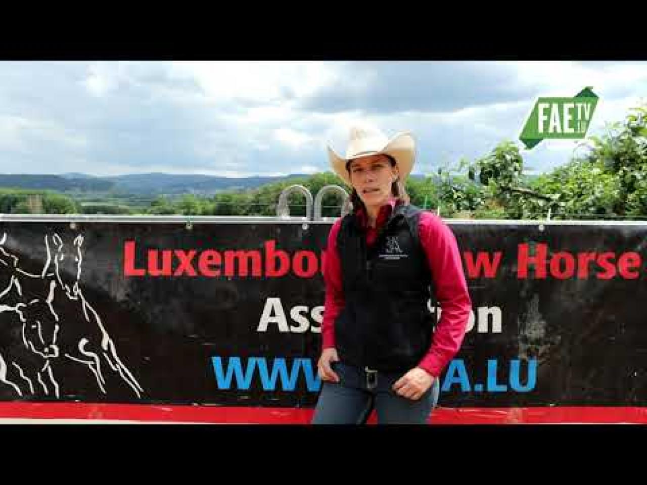 Westernreiten 2