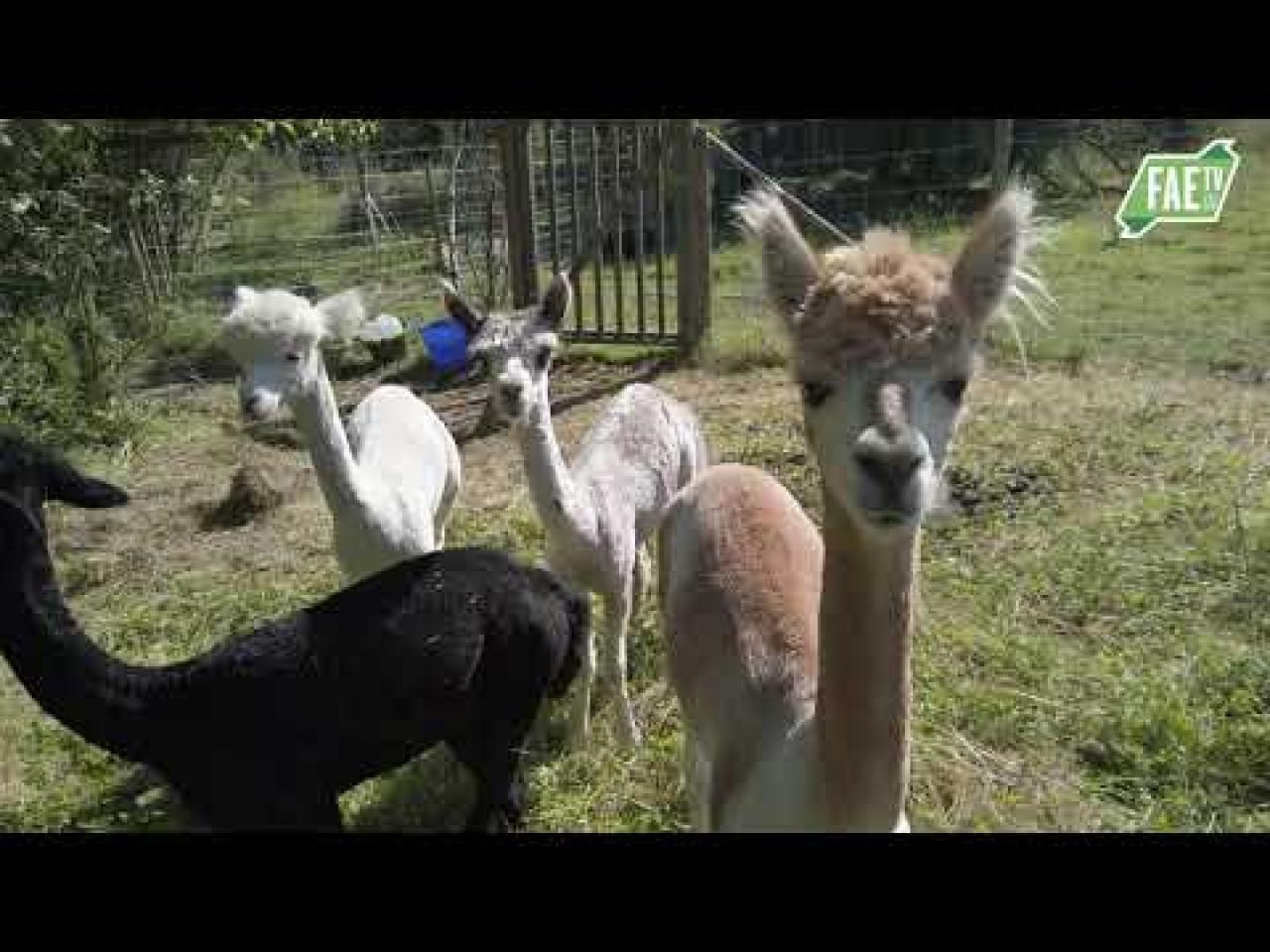 Alpaka a Lama Associatioun Lëtzebuerg